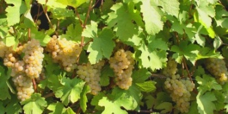 Muštová biela odroda - Devín - na výrobu bieleho vína (o: