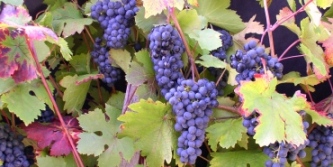 Muštová modrá odroda - Dunaj - na výrobu červeného vína (o: